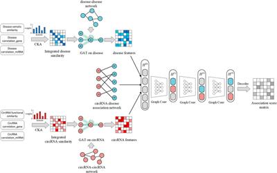 Using Graph Attention Network and Graph Convolutional Network to Explore Human CircRNA–Disease Associations Based on Multi-Source Data